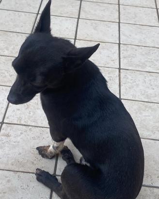 Pinscher di 2 anni