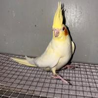 Pappagalli Calopsitte