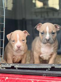 American pitbull terrier