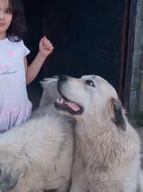 Cuccioli di pastore asia centrale