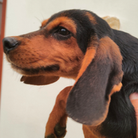 Cuccioloni da caccia