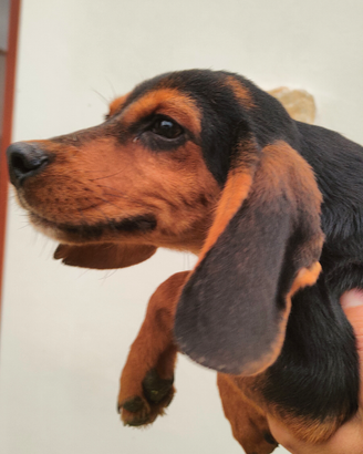 Cuccioloni da caccia