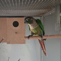 Pyrrhura molinae - Conuro guance verdi