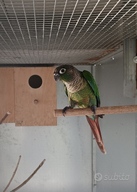 Pyrrhura molinae - Conuro guance verdi