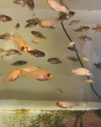 Aulonocara Malawi fry 2.5,3 cm -healthy & homebree
