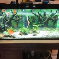 Acquario Ciano 240L Completo di tutto + Accessori