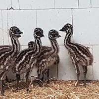 Baby di emu'