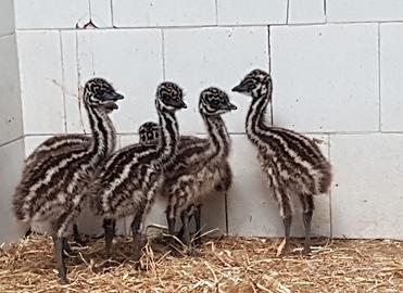 Baby di emu'