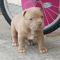Pitbull