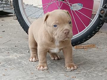 Pitbull