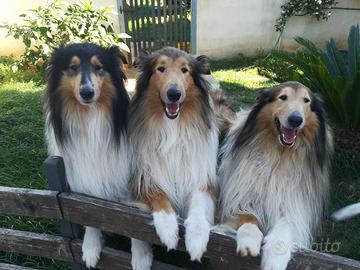 Pastore scozzese Accoppiamento