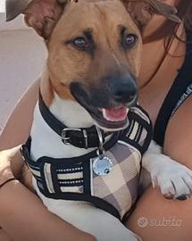 Jack Russel