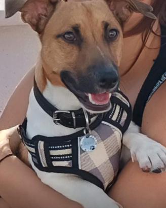 Jack Russel