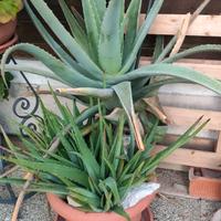 Pianta Aloe