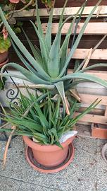 Pianta Aloe