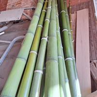 BAMBOO