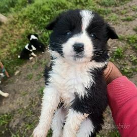 Border collie pronti per essere ceduti