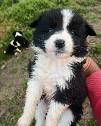 Border collie pronti per essere ceduti