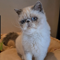 Cuccioli Exotic Shorthair