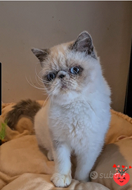 Cuccioli Exotic Shorthair