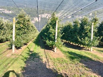 Vendita frutteto a varietà gala zona Salorno