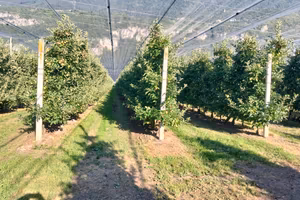Vendita frutteto a varietà gala zona Salorno