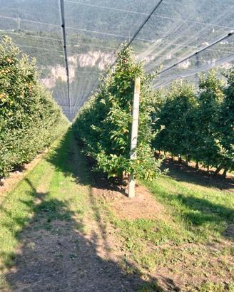 Vendita frutteto a varietà gala zona Salorno