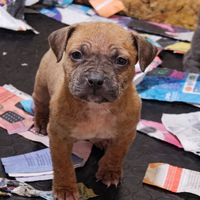 Pitbull ukc