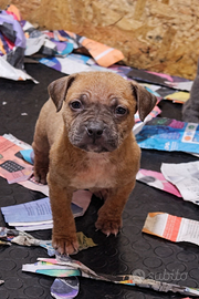 Pitbull ukc