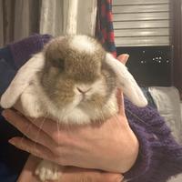 Conigli nani e mini razza Ariete