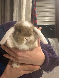 Conigli nani e mini razza Ariete