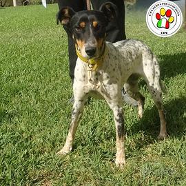 EMMA splendida Bodeguero