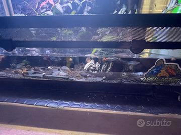 Ambystoma tigrinum + terrario