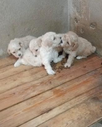 Maltese coreano
