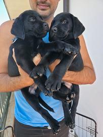 Cuccioli di Labrador neri