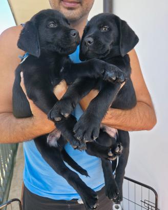Cuccioli di Labrador neri