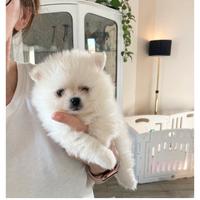 Volpino di Pomerania/ nano