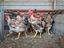 Immagine 3