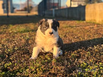 Cucciolo di border collie