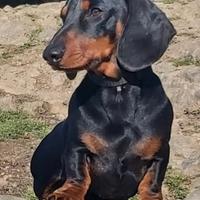 Bassotto a pelo corto 3 anni femmina