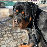 Cucciolo di Rotweiler, 10 mesi di vita