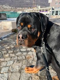 Cucciolo di Rotweiler, 10 mesi di vita