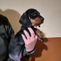 Bassotto tedesco cucciolo