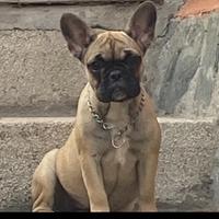 Bulldog Francese