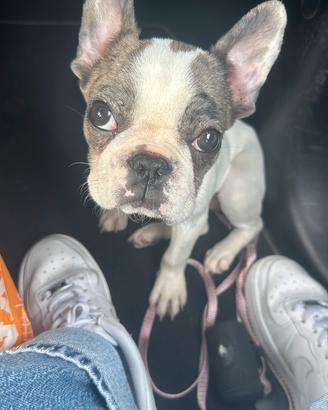 Bulldog Francese femmina - 3 mesi