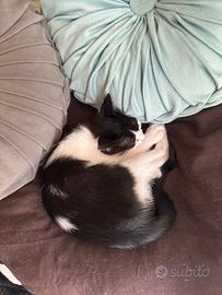 Gattino maschio