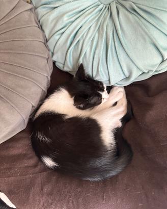 Gattino maschio