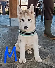 Cuccioli di siberian husky con pedigree Enci