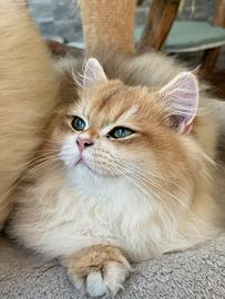British longhair
