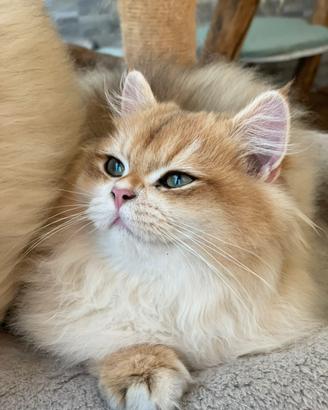 British longhair